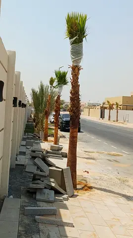 Tall transplanted date palm trees - healthy young palms for landscaping