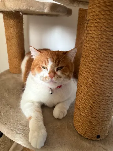 Free female cat adoption with her little box, bed, cat tree ,food and water dispenser all items free