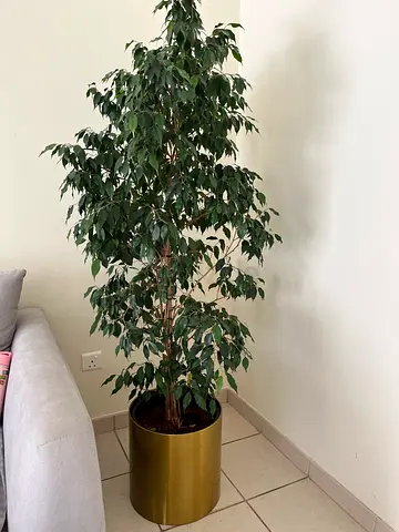 Plant for sale with golden pot- healthy Large