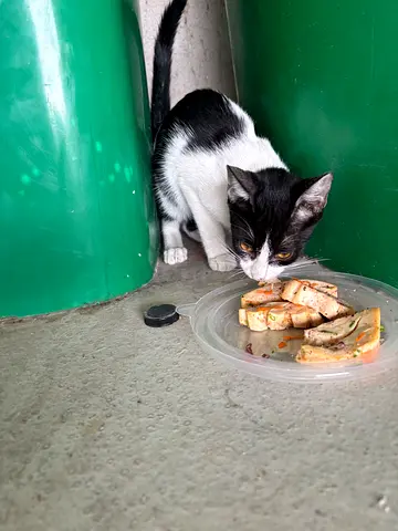 Mini is available for rehoming