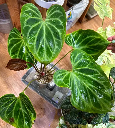 Anthurium KOS HU x Red Crystallinum Aed400/-.  Pickup near financial center metro. Delivery can be a