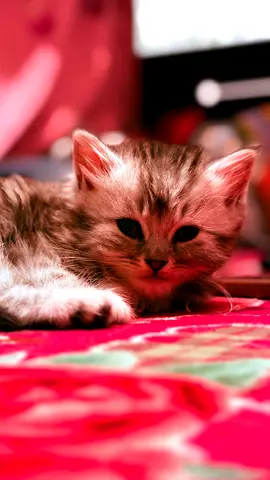Kittens for adoption