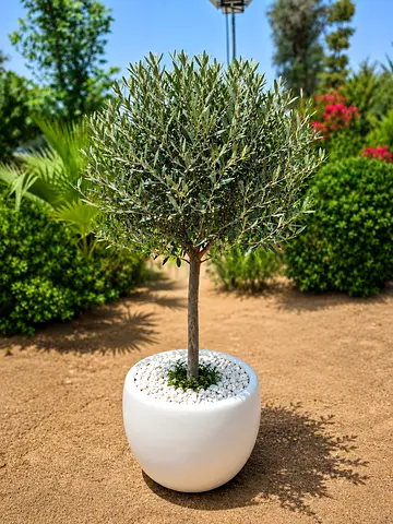 Potted Olive Tree Topiary in White Ceramic Planter