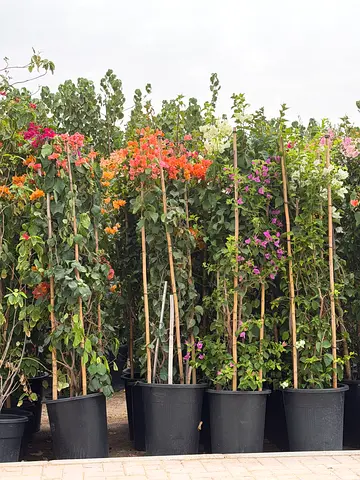 Mixed Bougainvillea Climbers in 140-150cm ht — Healthy, Flowering