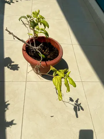 Plants with pots