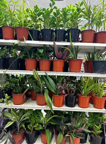 Indoor plants