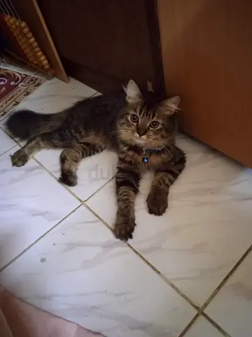 Young long-haired tabby cat, friendly and playful