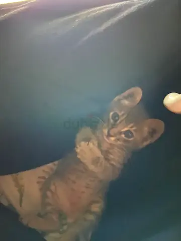 قطة أليفه عمره شهرين للتبني ذكر