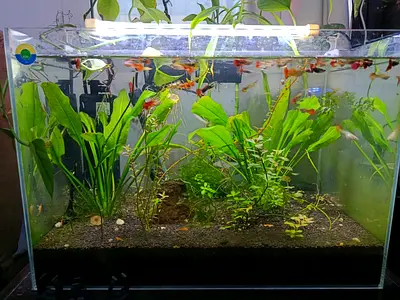 30L Planted Aquarium with Guppies and LED Light - Ready Setup