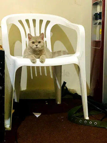 Short hair female cat