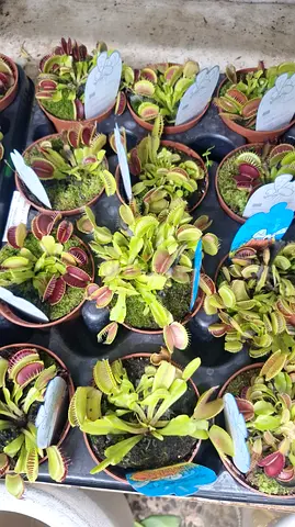 🌿🪰 VENUS FLYTRAP — AED 65 ONLY! 🪰🌿