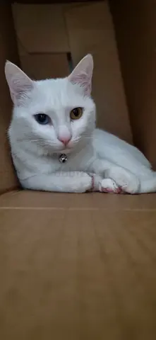 White cat with heterochromia (blue & amber eyes) friendly, indoor, 5 year old ,friendly with human.