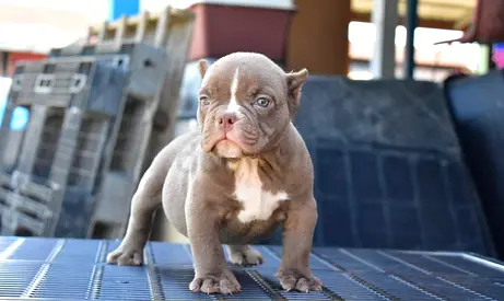 American puppies