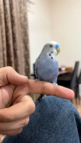 Friendly blue budgie (parakeet) - tame and hand-trained