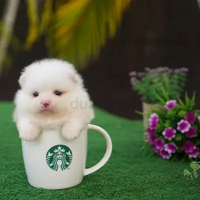 Pomeranian puppies both male and female