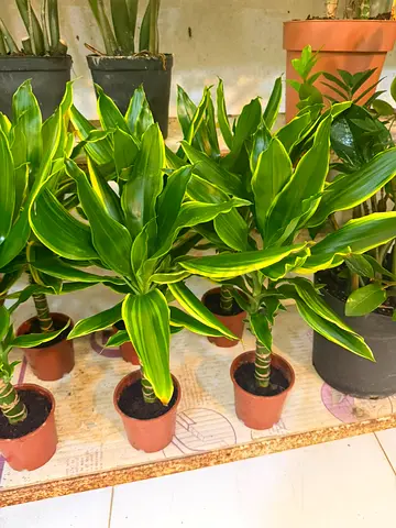 Dracaena fragrans 'Golden Coast