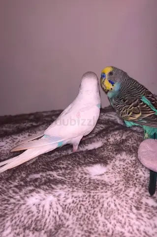 Two Budgies (Parakeets) - One White Albino and One Green/Yellow