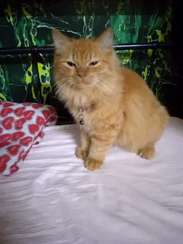 Friendly orange long-haired cat available for adoption