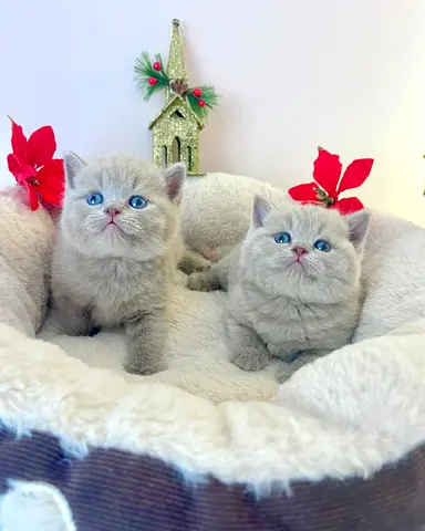 Cute purebred kittens