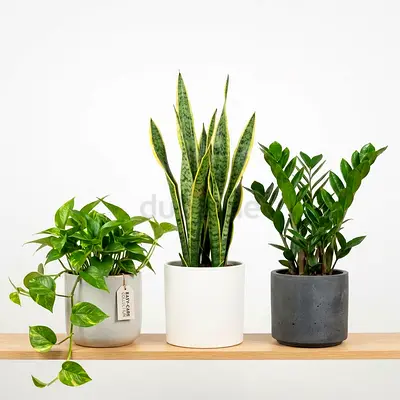 Indoor Plant Bundle – 3 Beautiful Plants for Home & Office