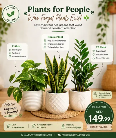 🌿 Low-Maintenance Indoor Plant Bundle | Snake Plant + ZZ Plant + Pothos | AED 149.99