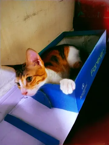 Young calico cat, friendly and playful — ready for a new home