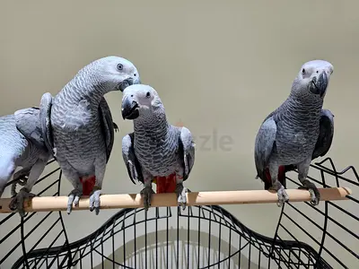 Talking African Grey Parrots