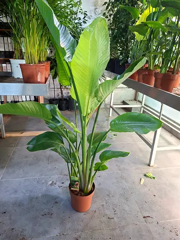 Large healthy bird of paradise (Strelitzia) potted plant