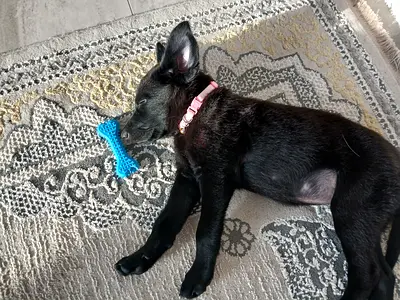 German Shepherd puppy