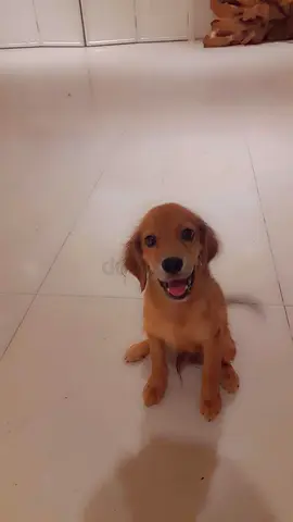 GOLDEN COCKER (mini golden retriever) 4 month puppy FEMALE