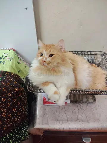Cats adoption