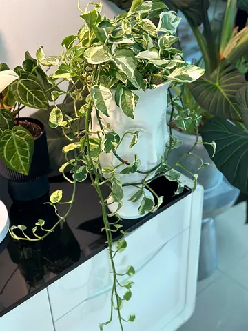 Variegated Pothos (Epipremnum) in White Pot - Healthy Indoor Plant
