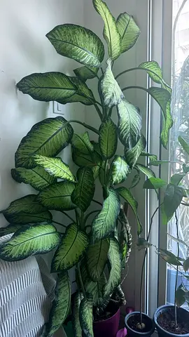 Bundle of 4 healthy indor  Plants  -600 AED for All -Al Warqa