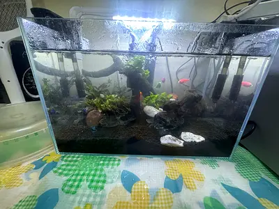 Glass freshwater aquarium tank setup with plants, filter and  1 LED light +accessories