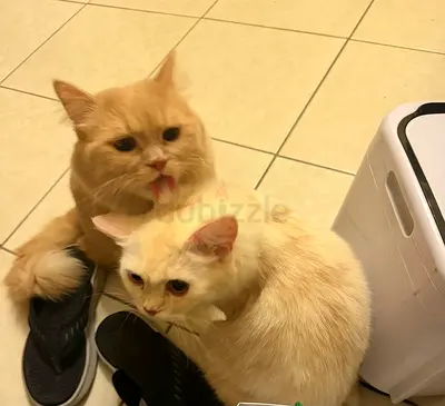 One orange and White Persian cats for adoption