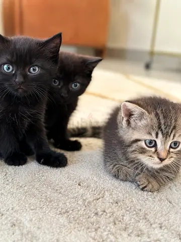 kittens