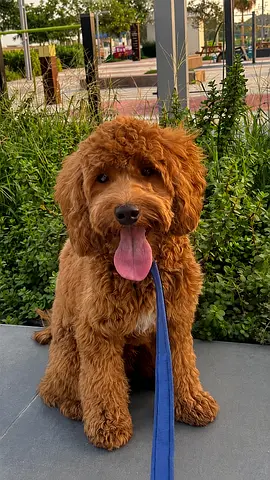 Toy poodle- male -friendly