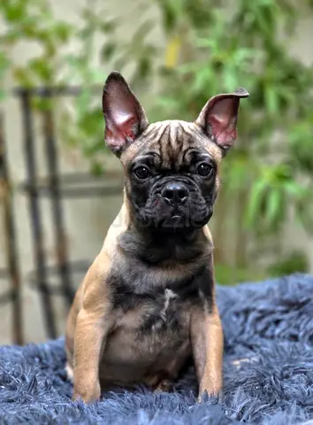 3 Months French Bulldog Male Puppy