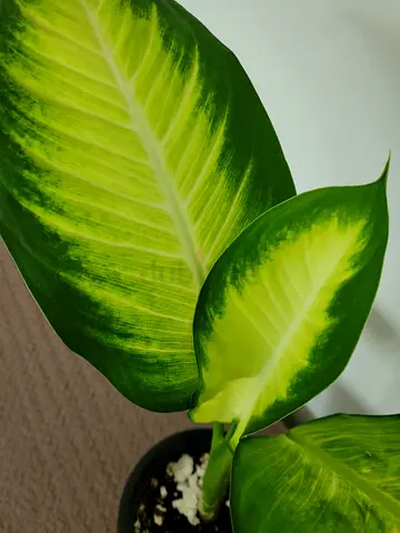 Big Leaf Dumb Cane - Indoor Plant
