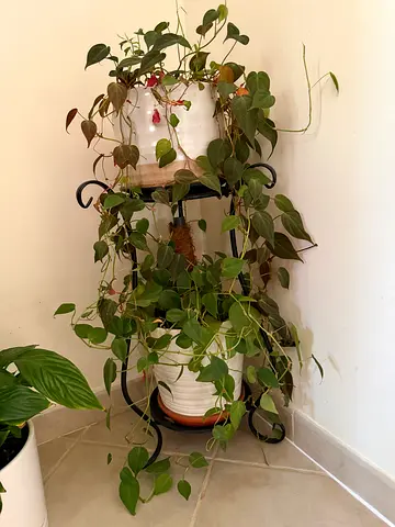 Two-tier metal plant stand with potted trailing indoor plants