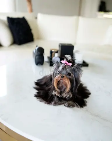 Sweet Yorkshire Terrier pup with full coat, ready for new home