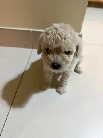 Cute white toy poodle puppy available for adoption