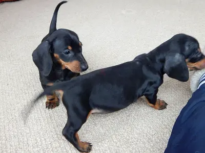 Mini dachshund puppies