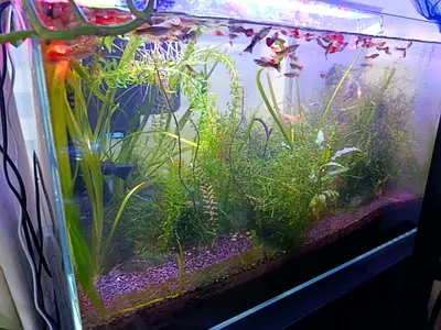 80-100cm Planted Freshwater Aquarium Tank with Plants and ammazonia soil