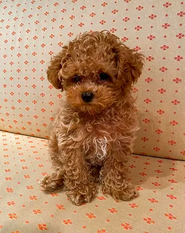 Mini poodle puppies