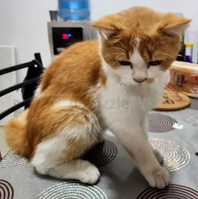 CAT for free adoption