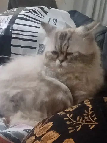 Adult Persian cat available for adoption — calm indoor pet
