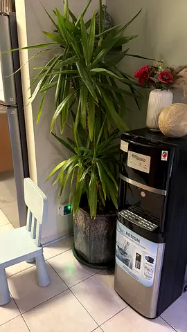 Indoor plant