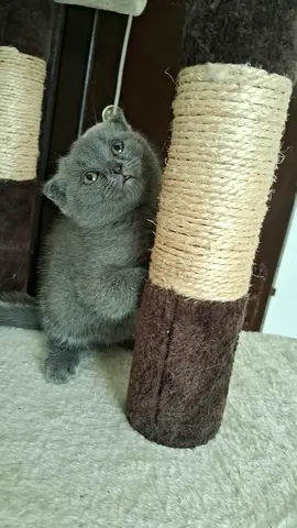 Pure breed of Scotch kitten