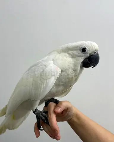 Cockatoo Parrots